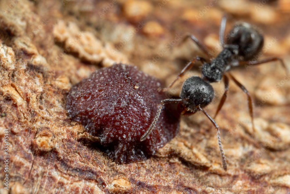 Macro Photo of Scale Insect with Black Garden Ant on Tree Bark Macro Photo of Scale Insect with Black Garden Ant on Tree Bark