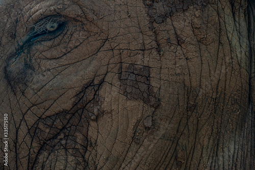 Photography elephant skin texture
