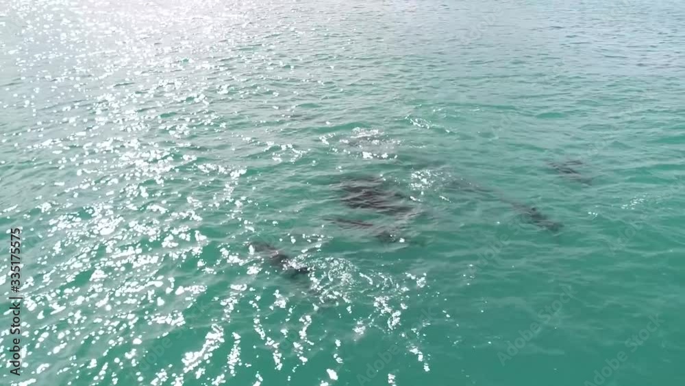 Flying POV, Dolphins in open water at Honolulu, Hawaii, in aquamarine water Flying POV, Dolphins in open water at Honolulu, Hawaii, in aquamarine water
