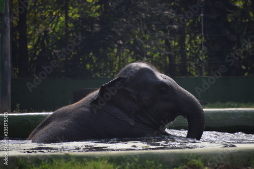 elephant playing in the water