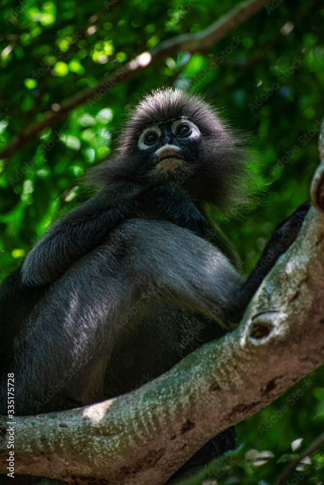 Fototapeta premium Leaf eating monkey grey langur thailand