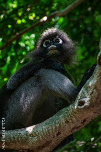 Leaf eating monkey grey langur thailand