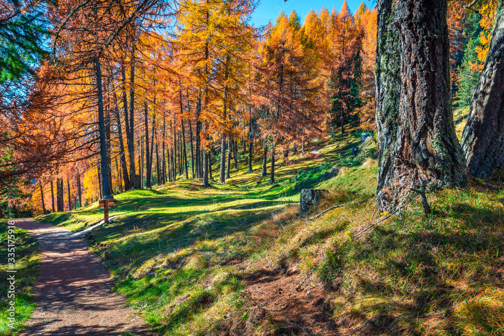 Pathway in autumn vibrant forest. Beautiful autdoor scene of Dolomite Alps. Sunny morning view of mountain woodland, Cortina d'Ampezzo lacattion, Italy, Europe. Beauty of nature concept background.