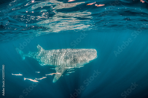 Whale shark swimming in the wild in clear blue ocean