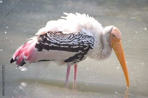 yellow billed stork