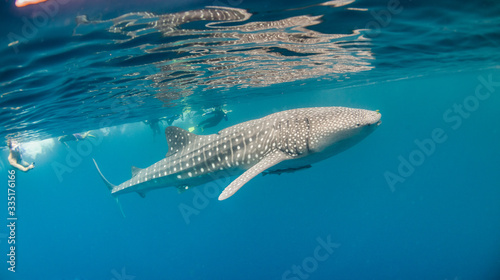 Whale shark swimming in the wild, with snorkelers swimming alongside © Aaron