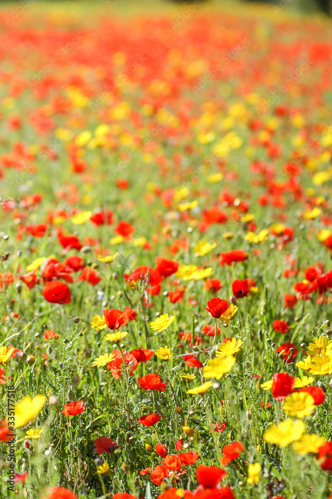 マルタ島の野原に咲く花