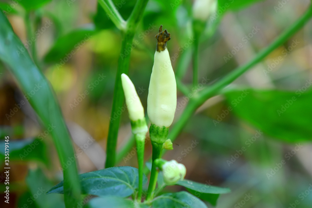 Fresh green chilli (Pepper) with green leaf, organic plant in garden Fresh green chilli (Pepper) with green leaf, organic plant in garden