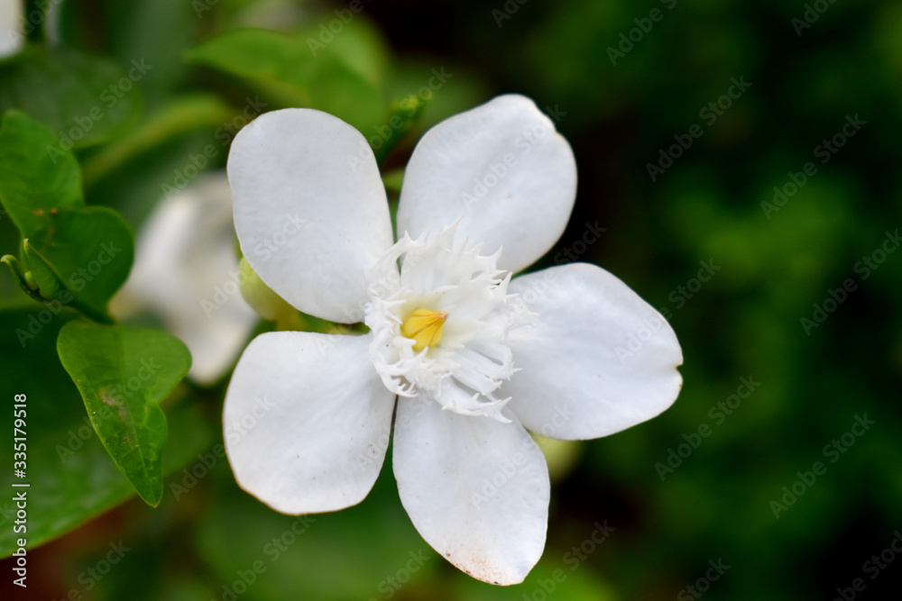 A single white flower in bloom with green leaves blurred background of Orange jasmine (Philadelphus)