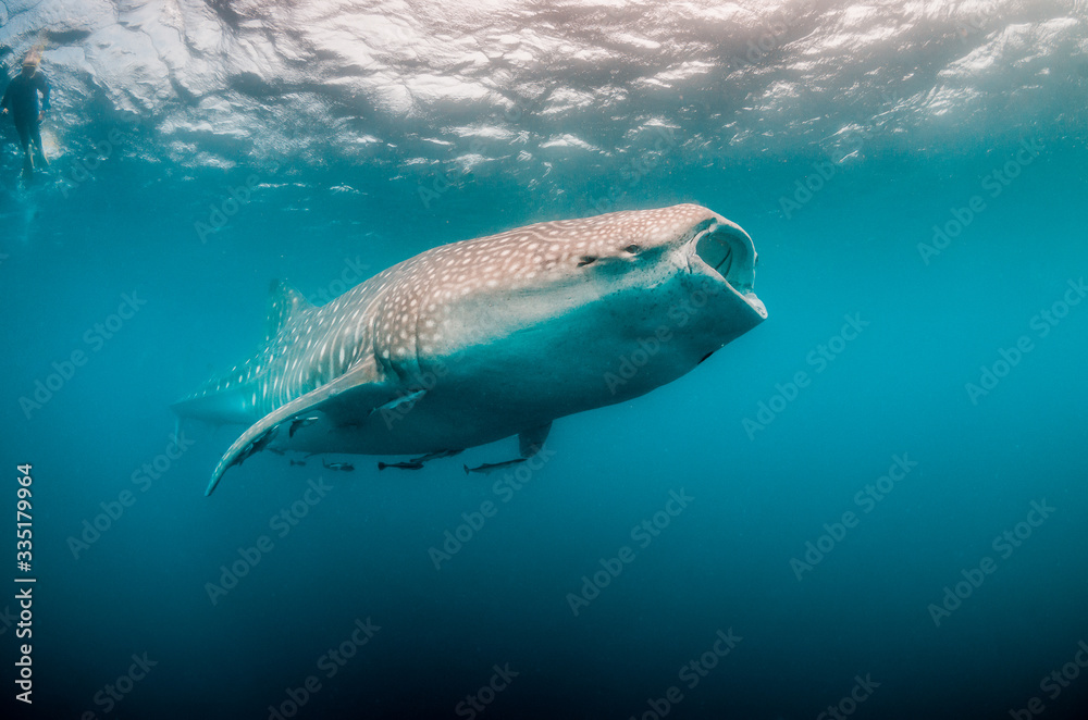 Fototapeta premium Whale shark swimming in the wild in clear blue ocean