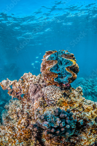 Photography Giant clam perched on top of coral reef in shallow blue water