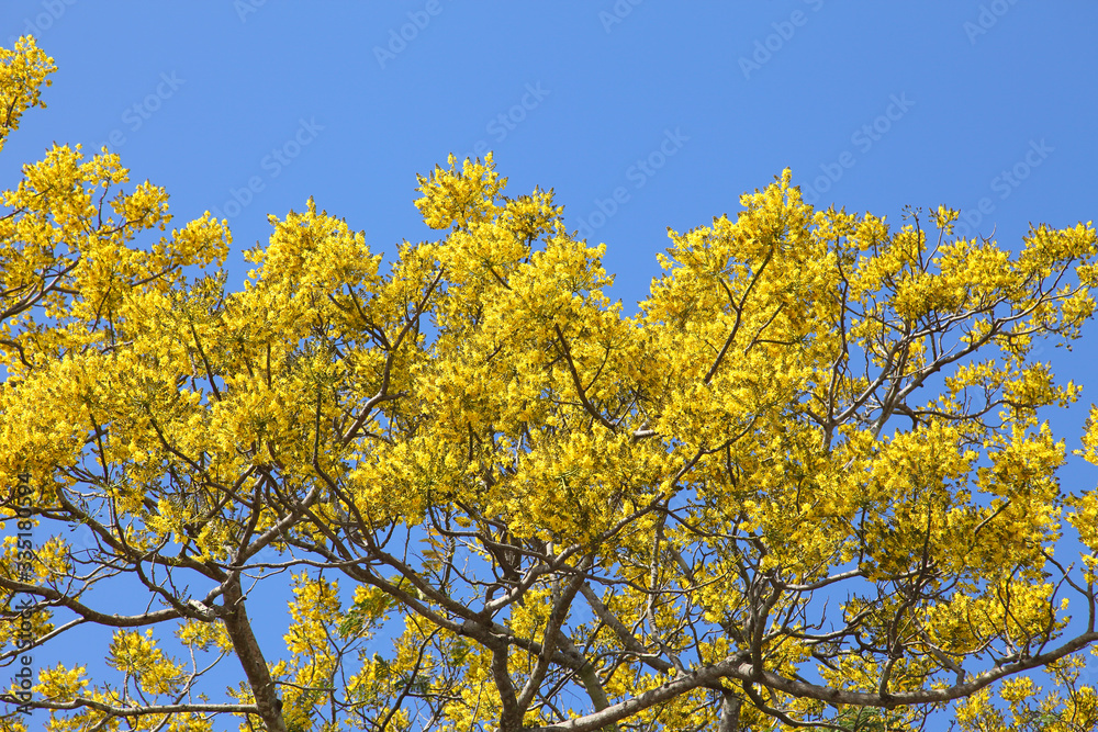 Yellow flower tree in Spring season of Peltophorum dasyrrhachis plant with blue sky background Yellow flower tree in Spring season of Peltophorum dasyrrhachis plant with blue sky background