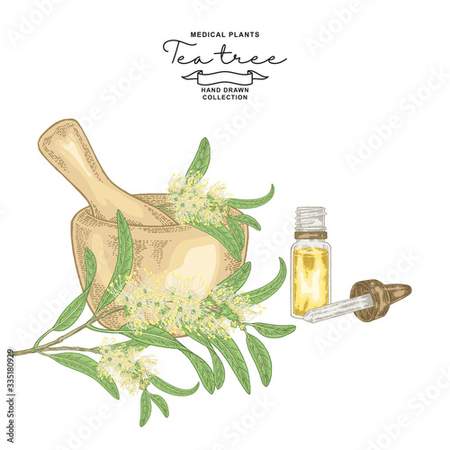 Tea tree flowers hand drawn. Melaleuca branch with mortar and glass bottle of oil. Vector botanical illustration.