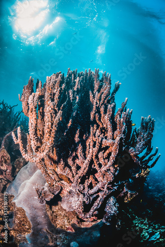 Colorful coral reef in crystal clear blue ocean