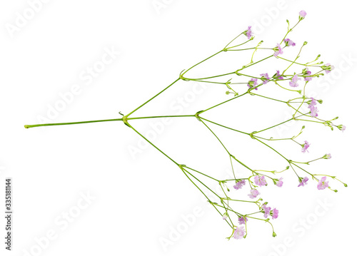 Closeup of small pink gypso...