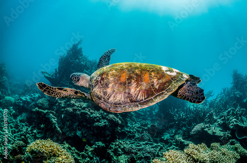 Green sea turtle swimming among colorful coral reef