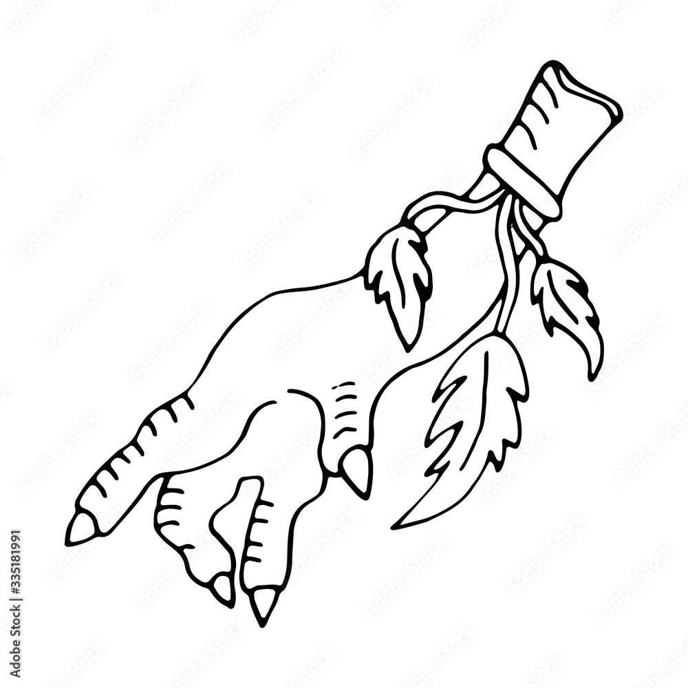 Illustration of a chicken paw with feathers.