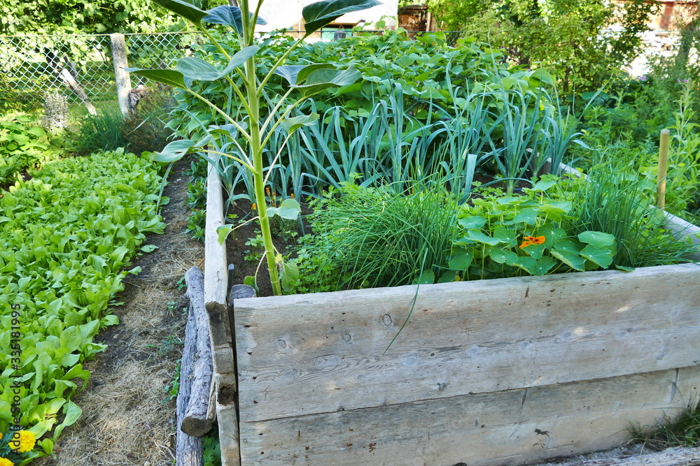 Raised garden bed with parsley, onion and beans Raised garden bed with parsley, onion and beans