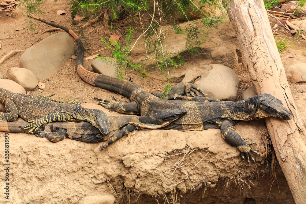 A family of lace monitors (aka tree goannas), large lizards native to Australia, resting together. The one in the middle is molting its skin A family of lace monitors (aka tree goannas), large lizards native to Australia, resting together. The one in the middle is molting its skin