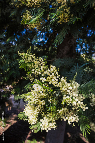 Blooming White Mimosa on tree branch