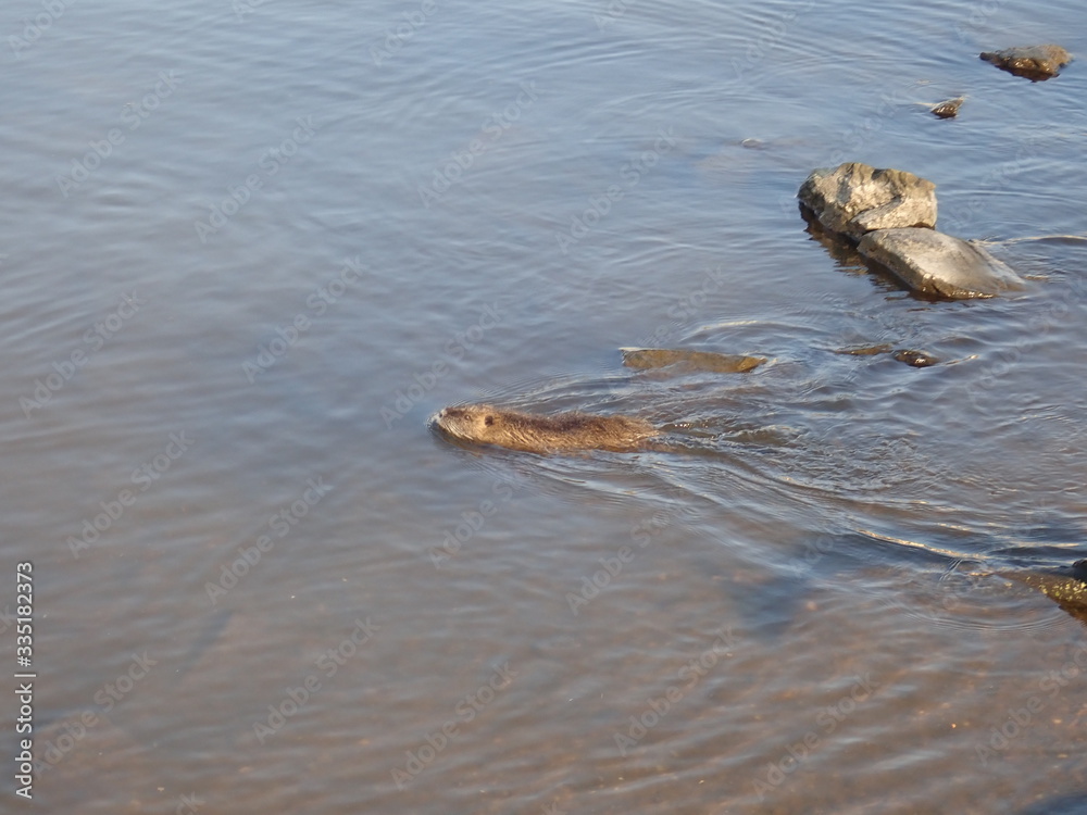 otter swimming in a river otter swimming in a river