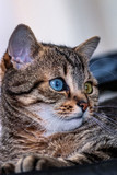 Kleine Katze, Kater, getigert, odd eyed, Portrait, blau, gelb, Blick nach rechts