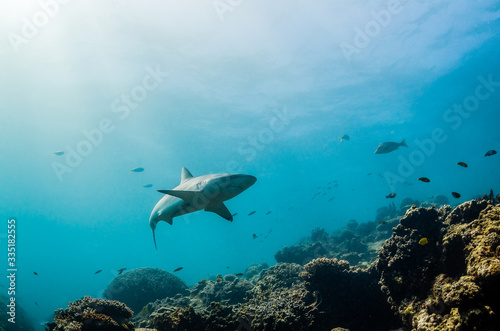 Grey reef sharks swimming over hard coral reef © Aaron