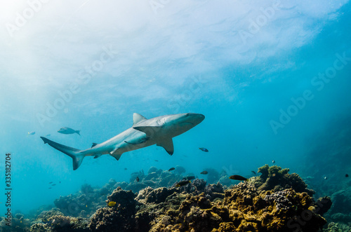 Grey reef sharks swimming over hard coral reef