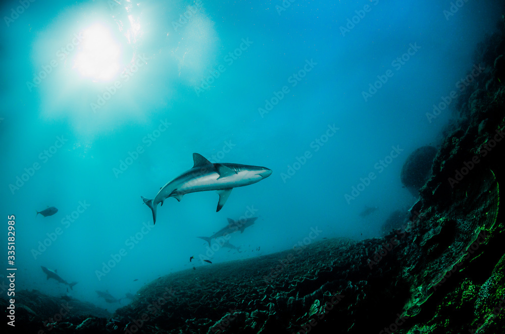 Fototapeta premium Grey reef sharks swimming over hard coral reef