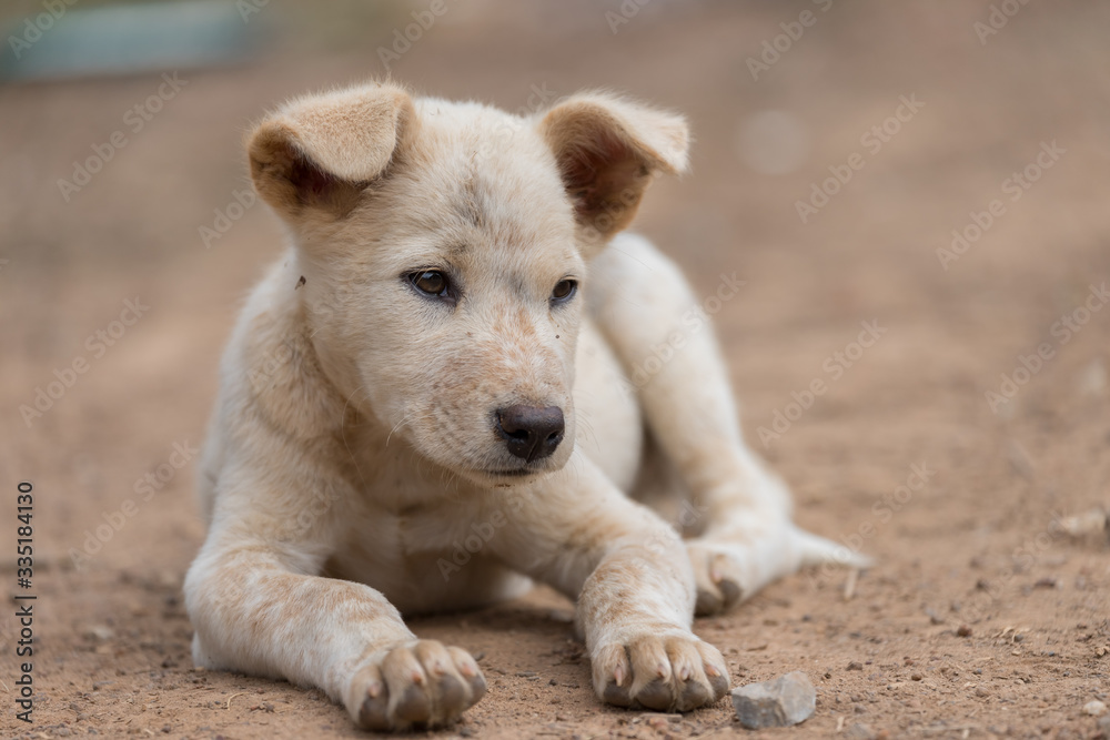The puppy sleeps on the ground, waiting for the owner The puppy sleeps on the ground, waiting for the owner