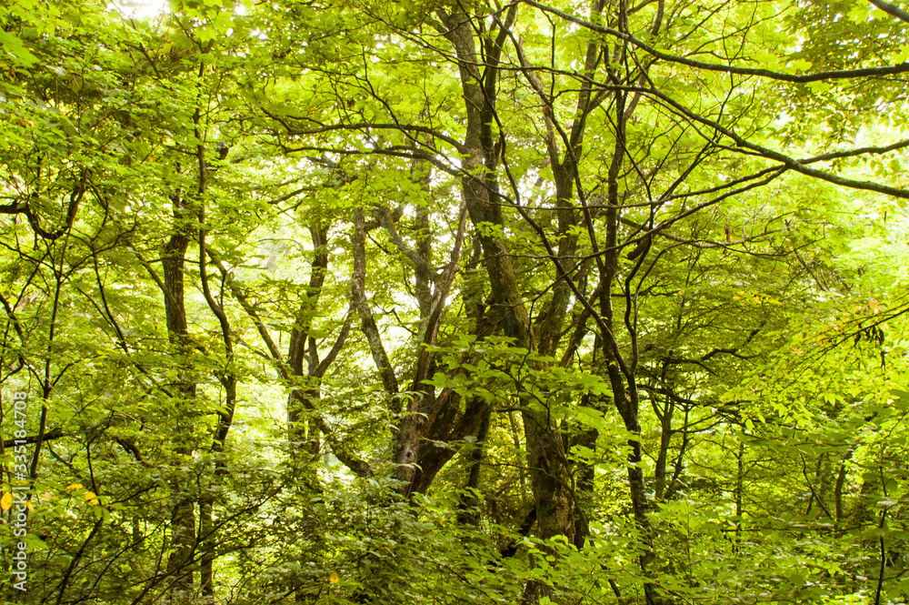 Fototapeta premium 自然 山 青森県 白神