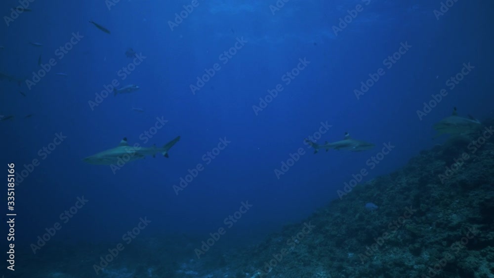 Blacktip Sharks Swimming Over The Coral Reef Under The Dark Blue Ocean In Fiji - Medium Shot Blacktip Sharks Swimming Over The Coral Reef Under The Dark Blue Ocean In Fiji - Medium Shot