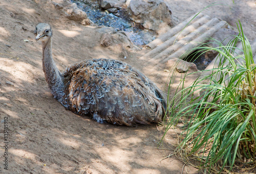 Ostrich.
It is the largest flightless Australian bird. It is the second largest bird after the ostrich. They are excellent runners and can reach speeds of up to 50 km/h over short distances. photo