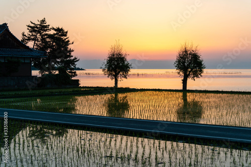夜明けのオレンジの空と琵琶湖沿いの面白い樹木