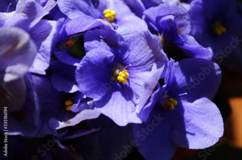 Three violets with different shade of violet