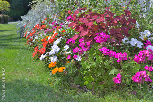 close on bush of colorful flowers blooming the lawn of a garden