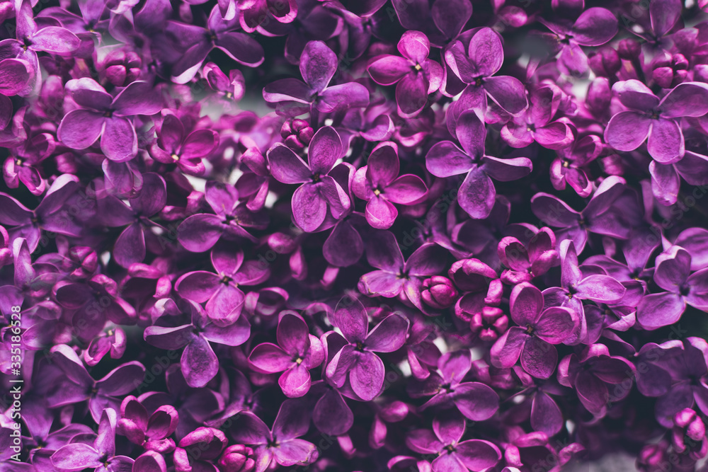 Fototapeta premium Beautiful spring lilac texture background