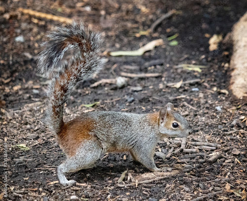 Obraz premium squirrel in the park