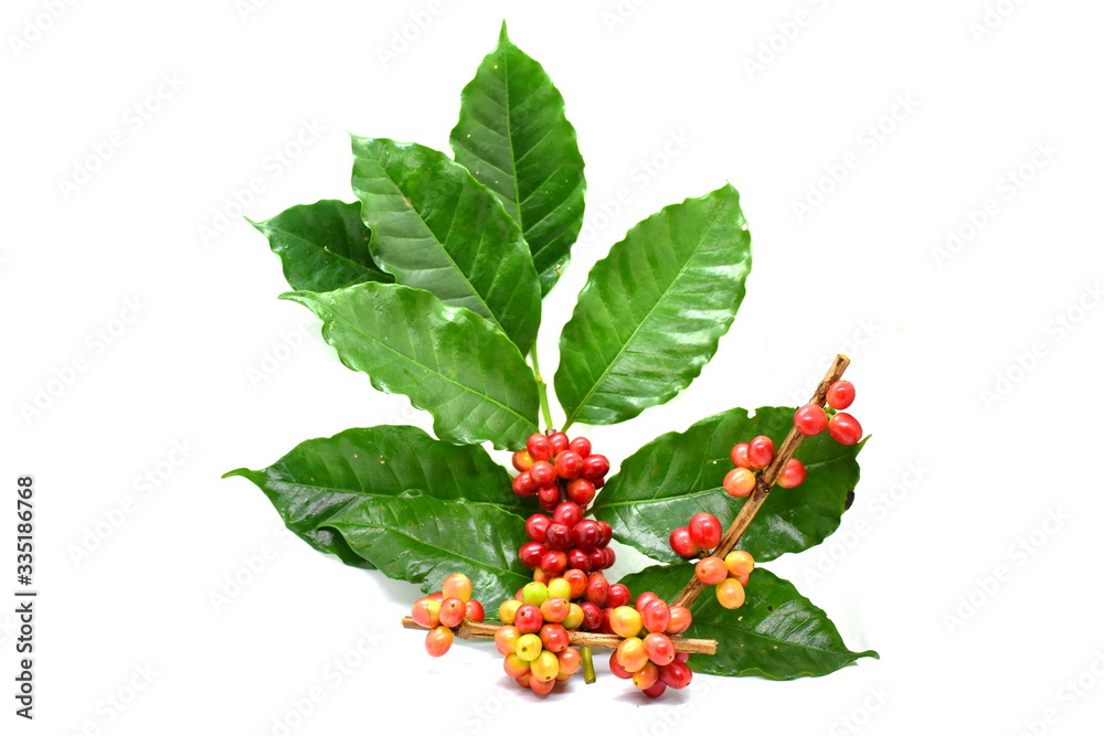 Coffee berries and leaves on white background. Coffee berries and leaves on white background.