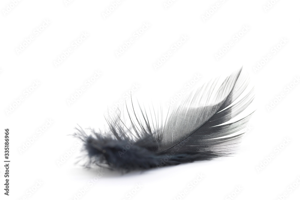 Close up of small and soft Black feather isolated on white Close up of small and soft Black feather isolated on white