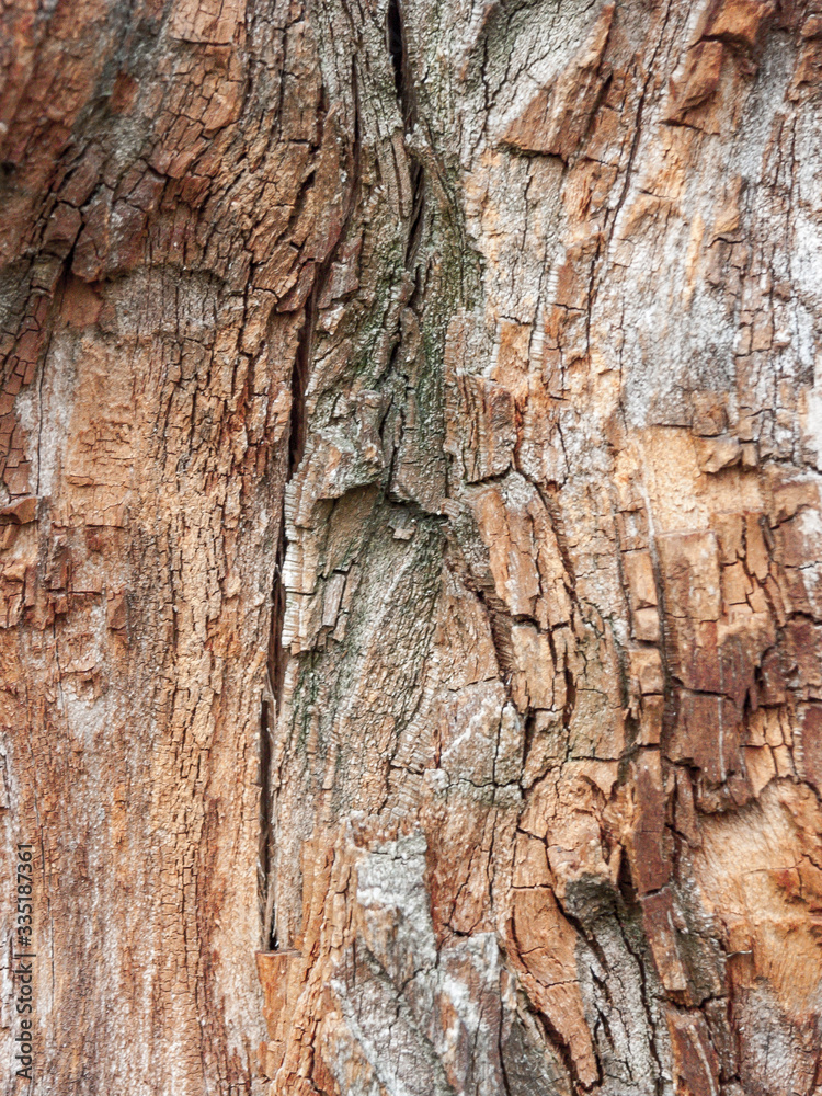 Detail of red oak Bark eroded by time, tree of a centuries-old park. Textures and scratches on the bark with moss caused by time. Detail of red oak Bark eroded by time, tree of a centuries-old park. Textures and scratches on the bark with moss caused by time.