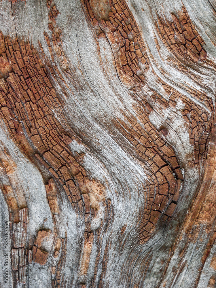 Naklejka premium Detail of red oak Bark eroded by time, tree of a centuries-old park. Textures and scratches on the bark with moss caused by time.