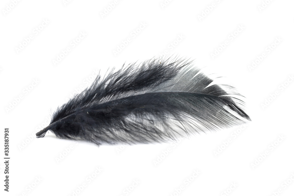 Close up of small and soft Black feather isolated on white Close up of small and soft Black feather isolated on white