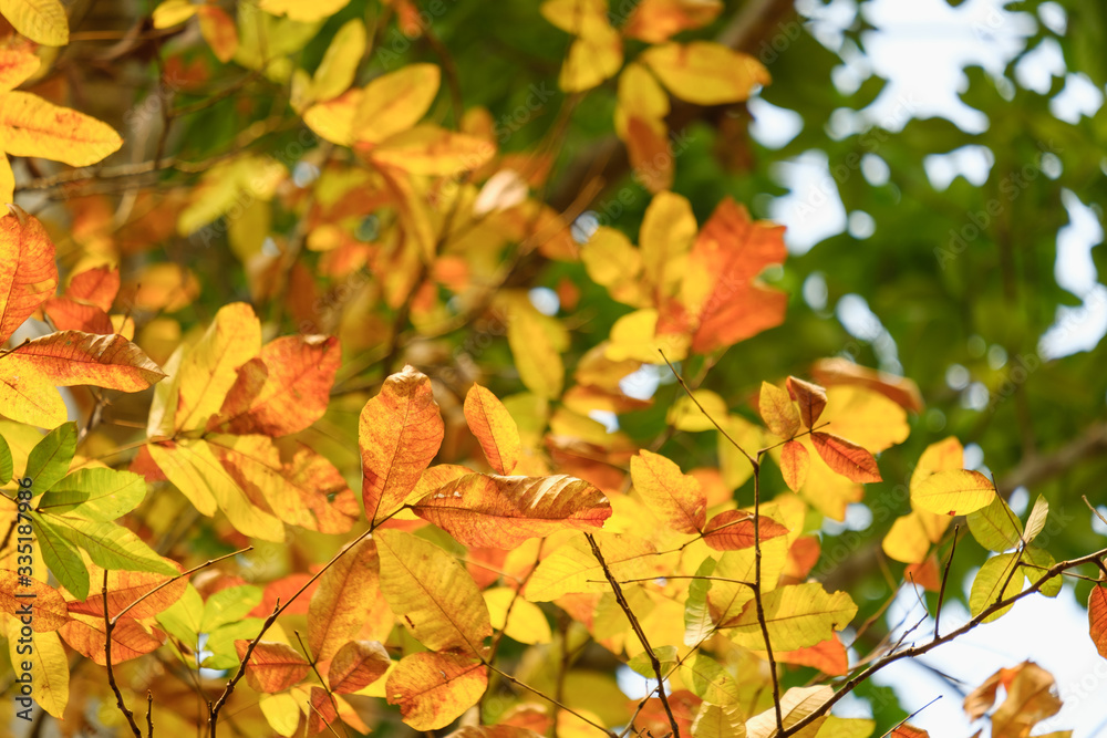 Leaves orange color in nature