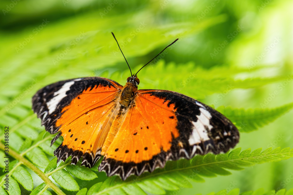 Fototapeta premium Leopard Lacewing - Cethosia cyane, beautiful orange and red butterfly from East Asian forests, Malaysia.