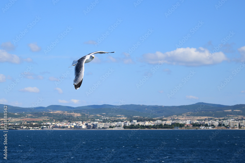 Seagull flying in blue sky over sea Seagull flying in blue sky over sea