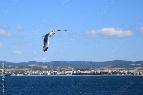 Seagull flying in blue sky over sea