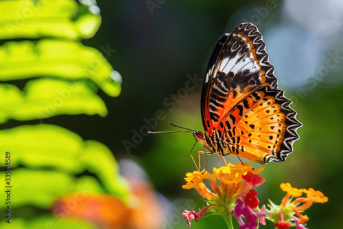 Photography Leopard Lacewing - Cethosia cyane, beautiful orange and red butterfly from East Asian forests, Malaysia