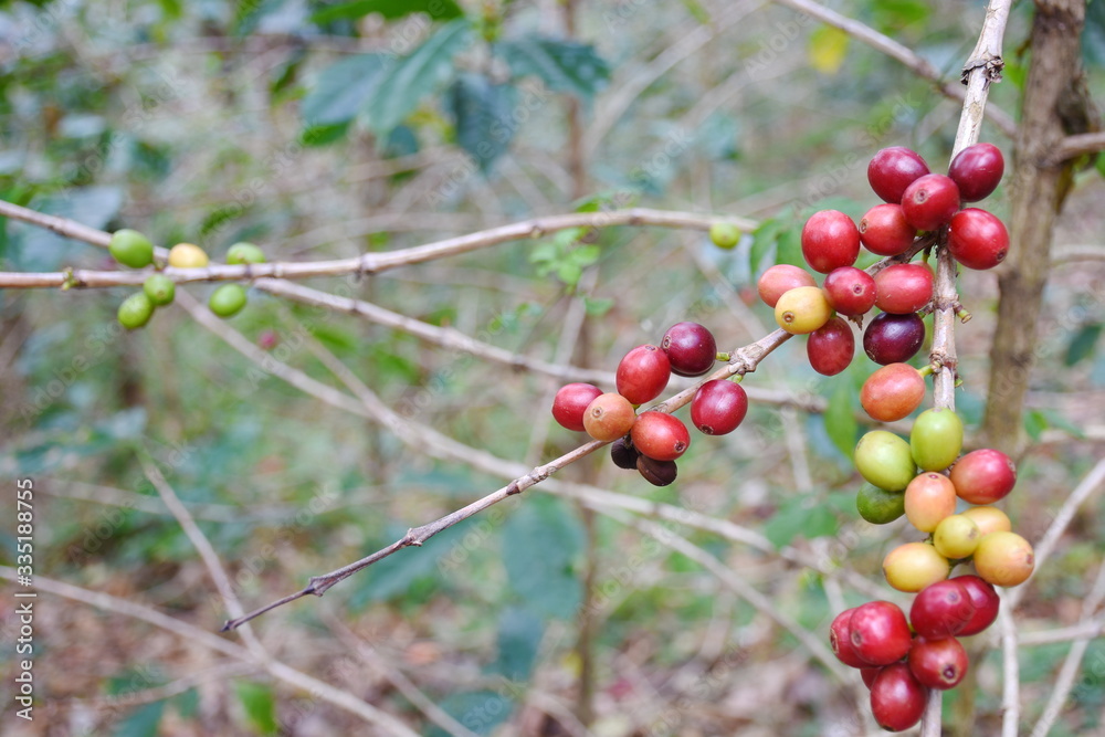 Coffee berries on branch in plantation.