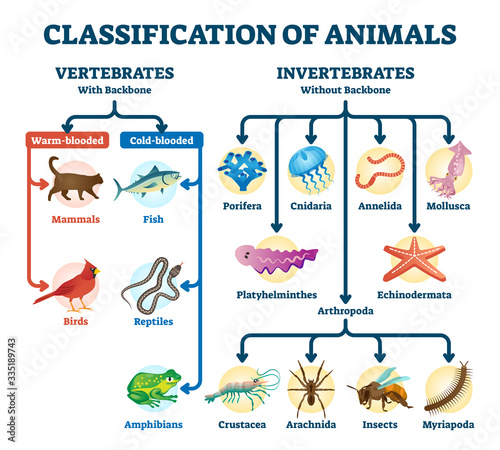 Classification of animals vector illustration. Labeled division order scheme photo